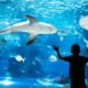 wisata aquarium jakarta